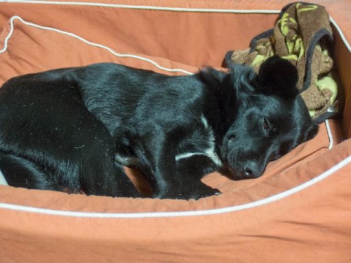 もちつきマリン