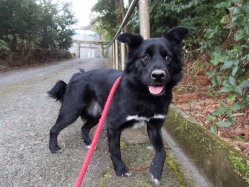 神社も屋根替え