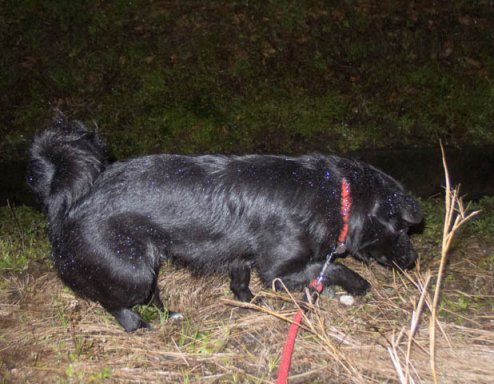 雨に負けぬ肉球