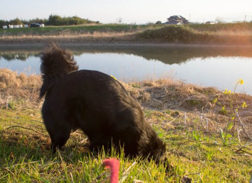 春のにおい付け