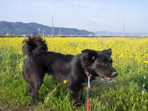 暑さ寒さも彼岸の二日目