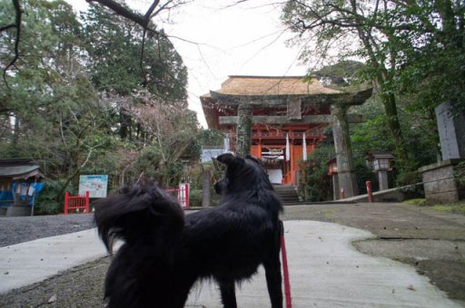 桜前線どんなかな