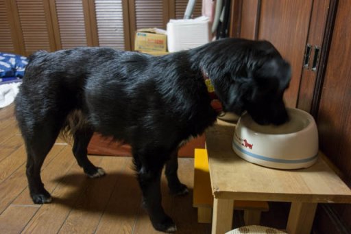 雨につき散歩なし