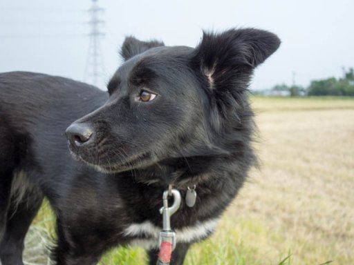 すっぴんマリン