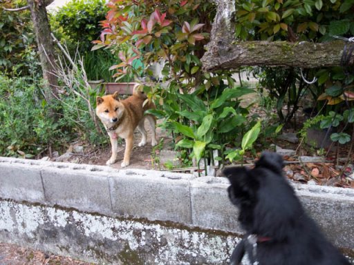 ノンちゃんと遊ぼう