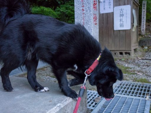 マリン型めざまし