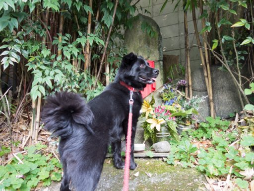 紫陽花も雨を乞うるかな