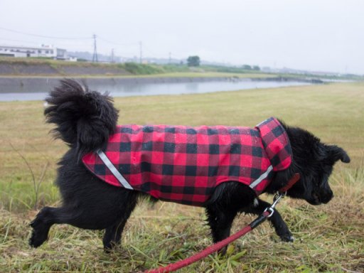入梅らしさの雨