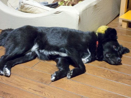 疲れたマリンは良いマリン