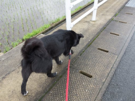 雨やむは嬉しい誤算