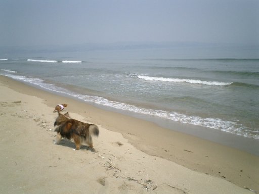 追悼　あいりちゃん