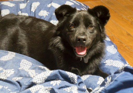 お布団生活再開