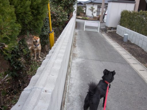 新春・水辺の散歩道