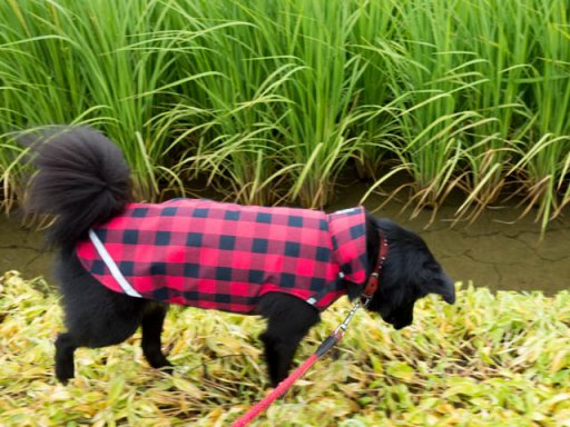 秋雨前線やって来た