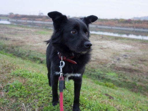 7時半だよ全員集合