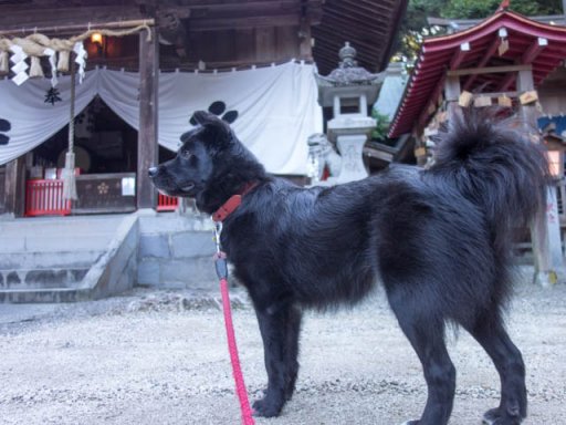 なむ猛暑退散祈願