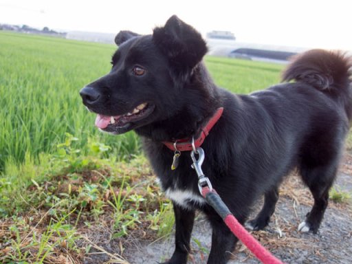 日の出ねらいで朝一でしゅ