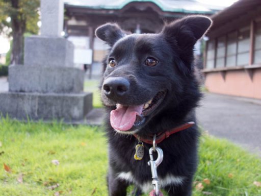 不動尊（夏休み1日目）