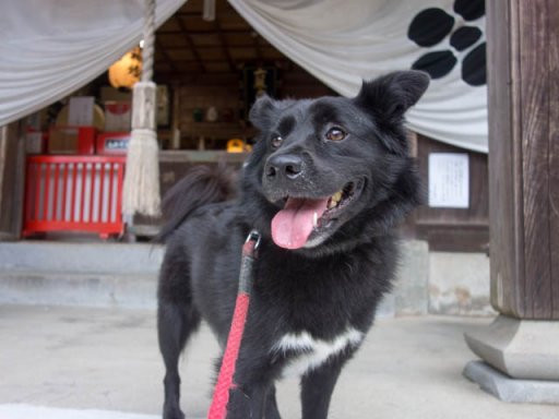 梅雨も明けて神社に参る