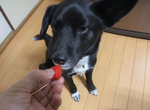 ファイル 101-2.jpg