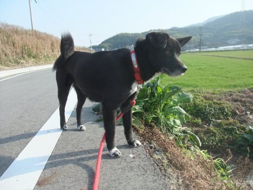 梅は咲いたよ桜はまーだだよ