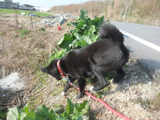 ファイル 1016-2.jpg