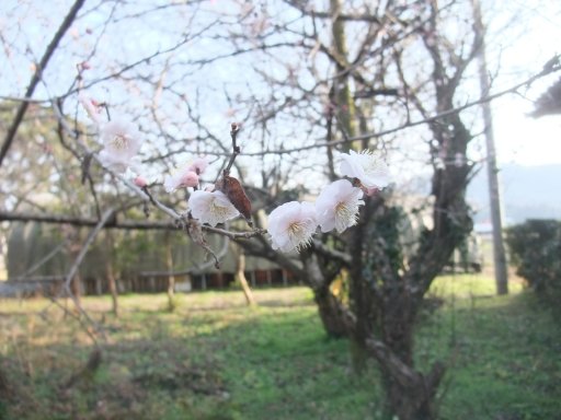 ファイル 1016-3.jpg