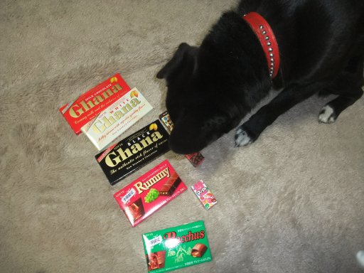 チョコくれーよっと