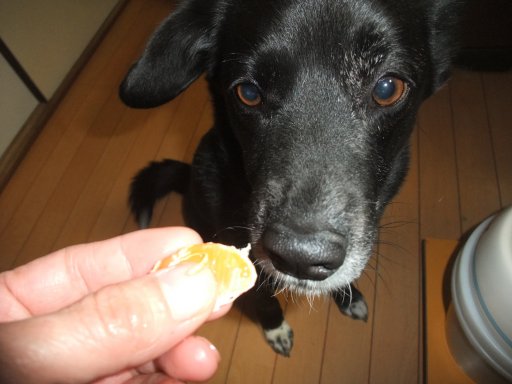 ファイル 1032-3.jpg