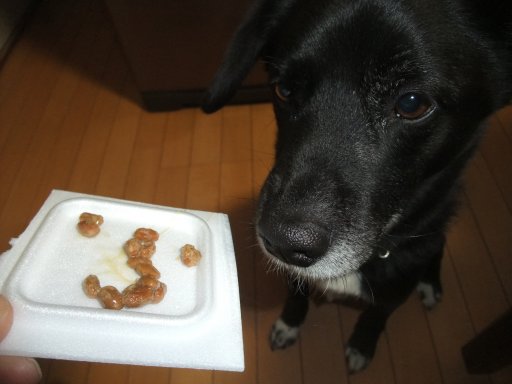 なっと－くうの１１．８８ｋｇ