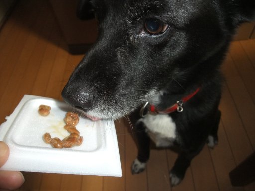 ファイル 1034-2.jpg