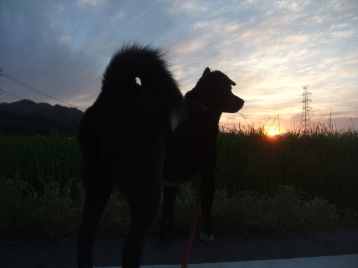 イヴ姫　１２．０ｋｇ