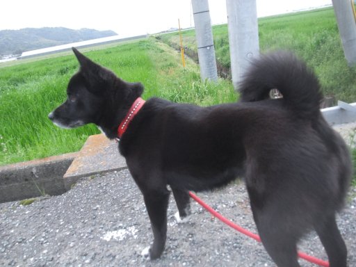 嵐の前の９９５８歩