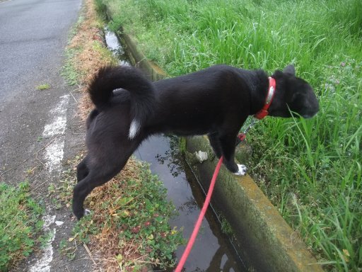 ファイル 1059-3.jpg