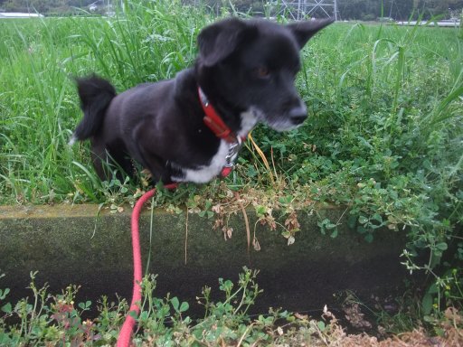 ファイル 1059-4.jpg