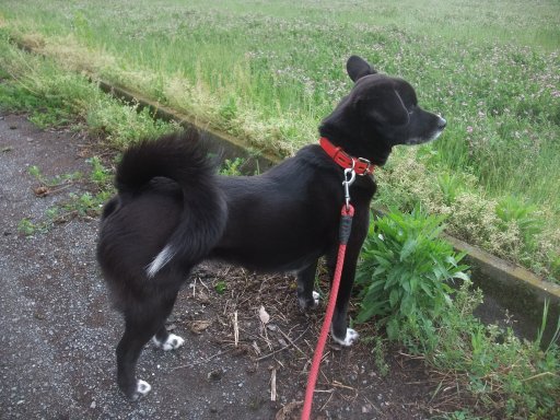 三匹の子ぶた　ボーフーウー