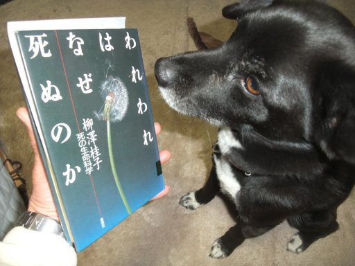 われわれはなぜ死ぬのか