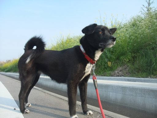 ファイル 1066-2.jpg