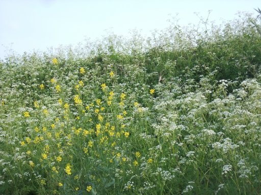 ファイル 1066-3.jpg