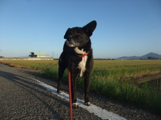 ウォーキング日和