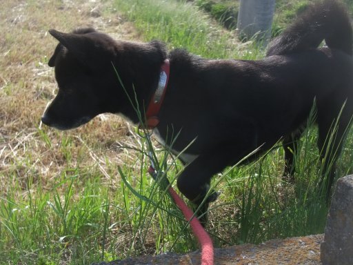 ファイル 1083-2.jpg