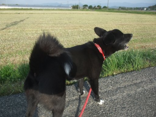 ファイル 1083-3.jpg