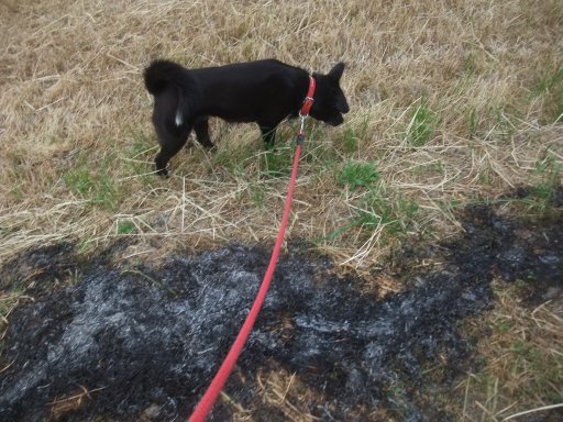 イヴ姫　１２．１７ｋｇ