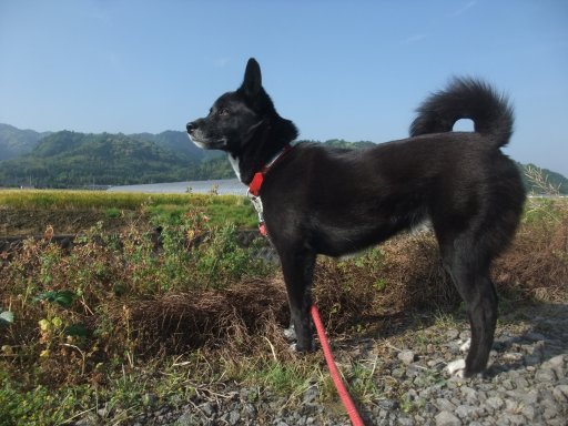 ファイル 1087-2.jpg