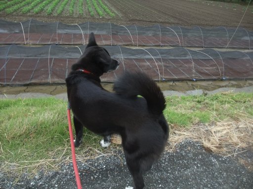 ファイル 1091-2.jpg