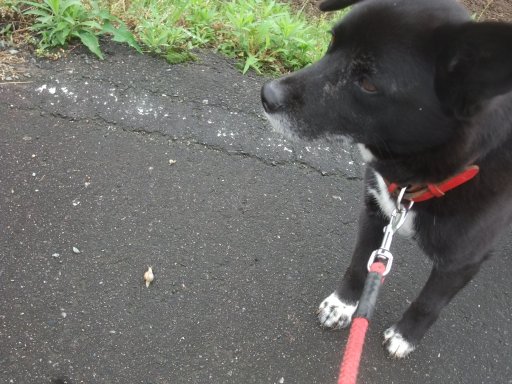 ファイル 1104-2.jpg