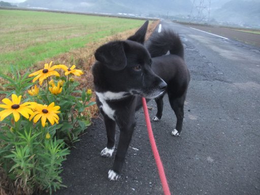 ファイル 1113-2.jpg