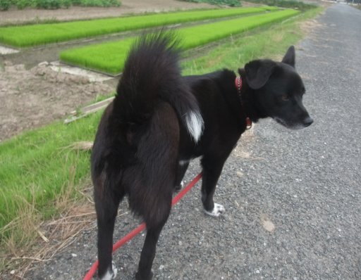 蒸し暑つかでしゅ