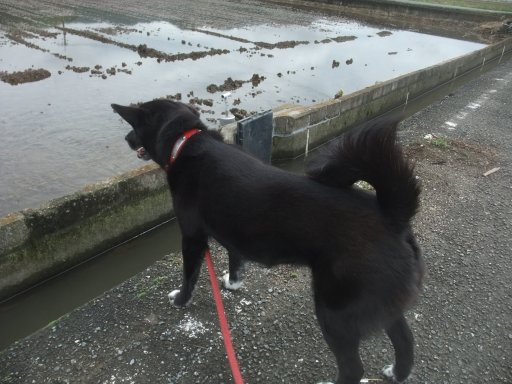 ファイル 1115-2.jpg