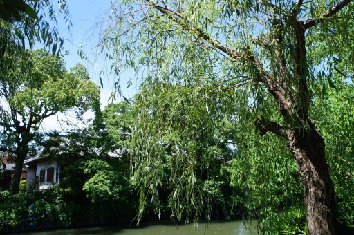 ファイル 1116-4.jpg